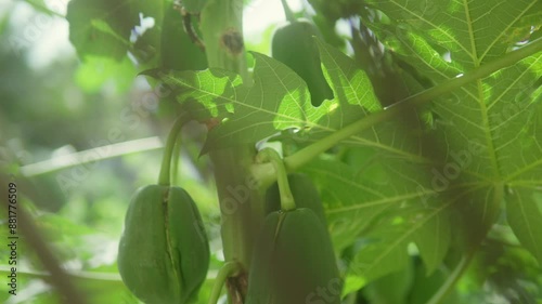 Green papayas hanging on a tree among lush green leaves on a sunny day