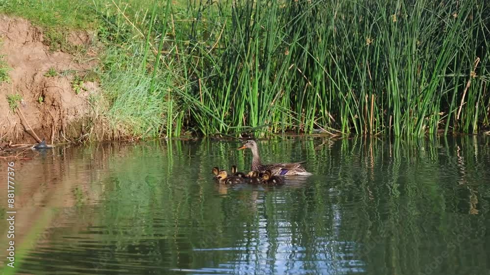 Mother duck swimming with baby ducks Mother duck swimming with baby ducks
