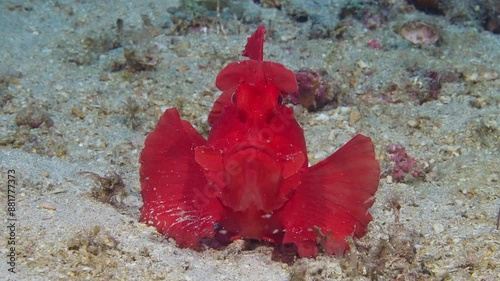 Face shot of Paddle-flap Scorpionfish (Rhinopias eschmeyeri) 2 of 2  60fps photo