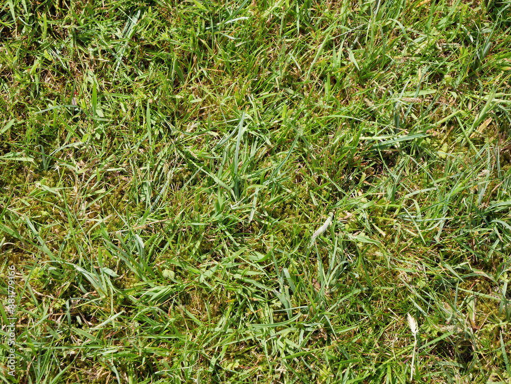 Green grass background, summer lawn, field close view Green grass background, summer lawn, field close view