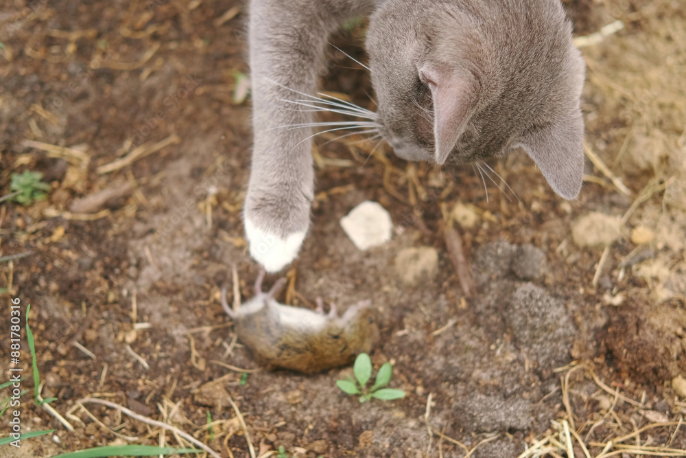 Obraz premium Cat catches a mouse. Cat catching a mice outdoors in a garden backyard. Gray kitten playing with captive little gerbil mouse in a grass. Cats&mice. Stripped feline hunting the mouse on a farm.