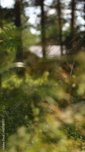 Wallpaper Mural Summer breeze, countryside, grassy meadow. A serene meadow. On a windy day, when the grass is waving. On a windy day. Green grass. Footage in high quality Full HD Torontodigital.ca