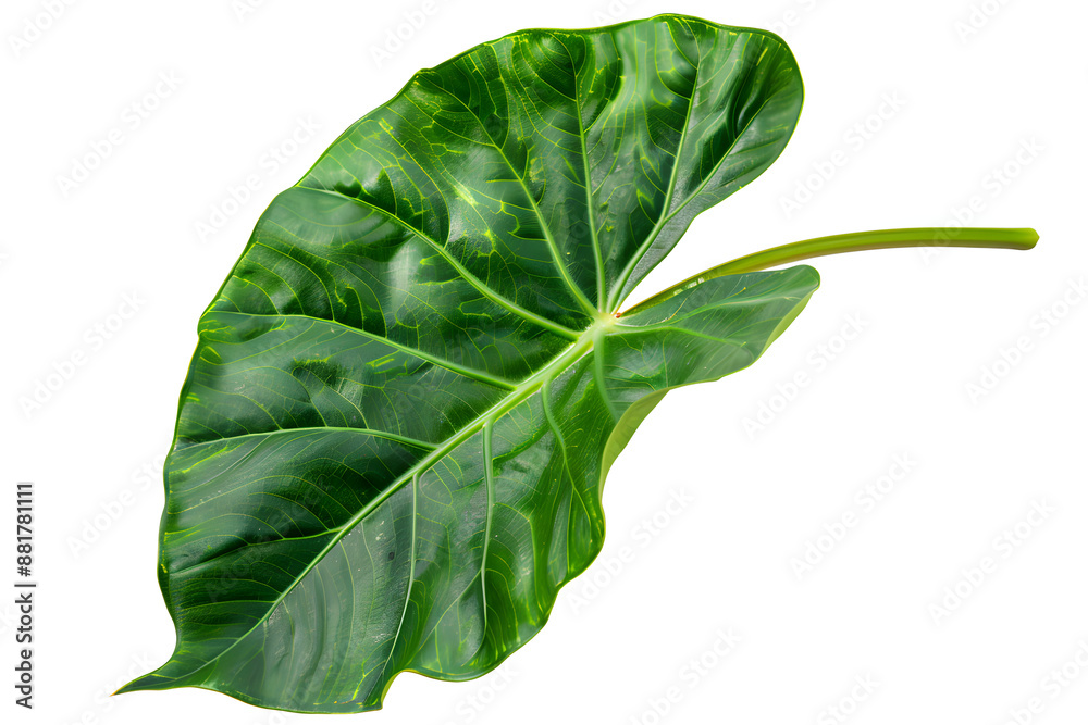 Obraz premium Alocasia Leaf, isolated on white background