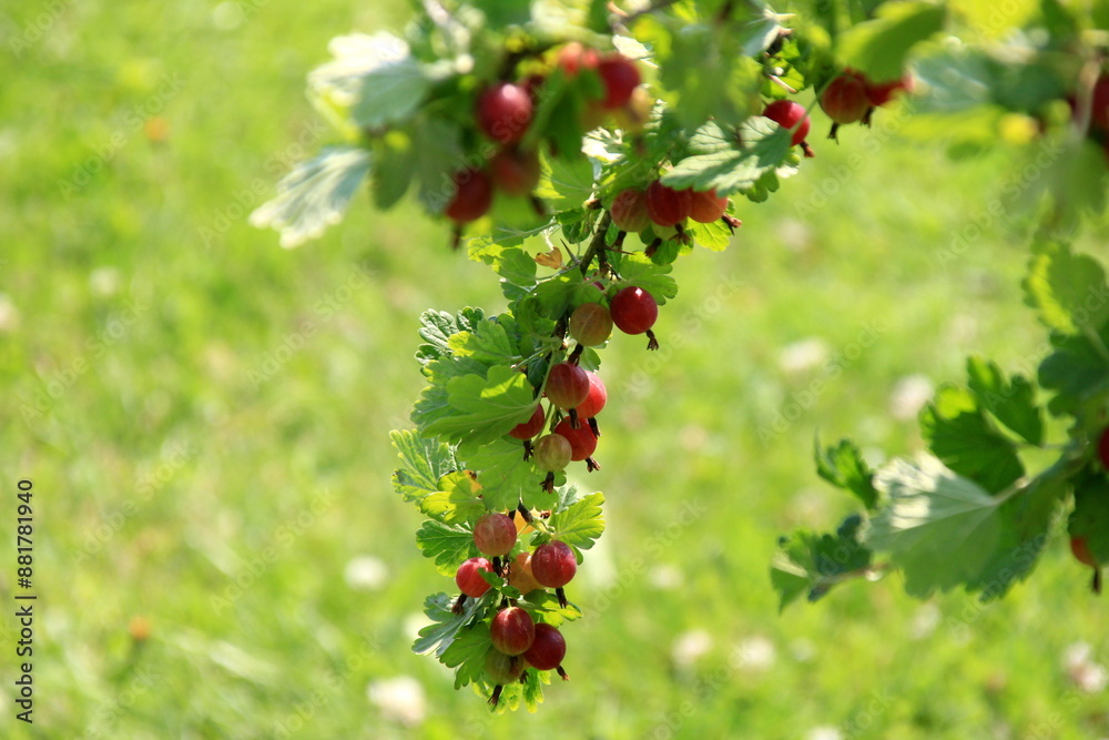 Obraz premium Ripe gooseberries in the garden on the bush during summer. Gooseberry harvest. blurred foliage background