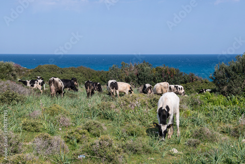 Cows grazing in the field by the sea. Herd of cows grazing in the meadow by the sea.
Cattle grazing by the sea on the island. photo