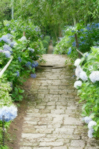 紫陽花