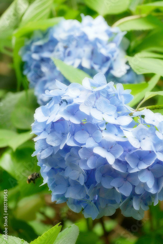 紫陽花