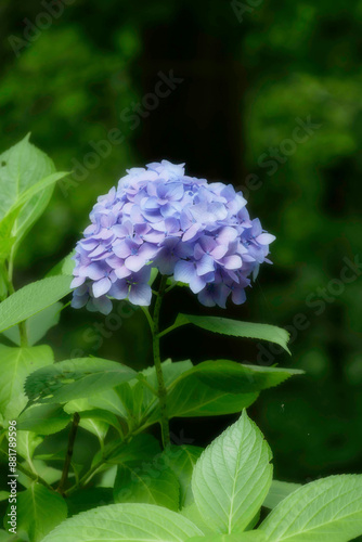 紫陽花