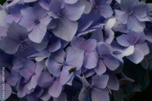 紫陽花