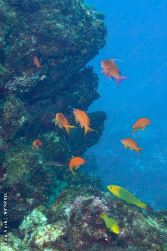 素晴らしいサンゴ礁のキンギョハナダイ（ハナダイ亜科）、キホシスズメダイ（スズメダイ科）、ヤマブキベラ（ベラ科）他の群れ
式根島-2021年3月
英名、学名：Sea Goldie (Pseudanthias squamipinnis)
Yellow-brown wrasse (Thalassoma lutescens) 
orthern yellow-spotted chromis (Chromi