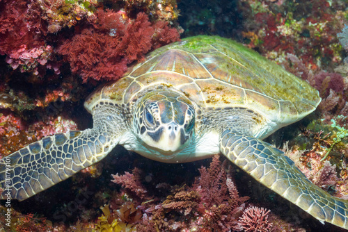 岩場で休む美しく大きなアオウミガメ（ウミガメ科）。

東京都伊豆諸島式根島 - 2021年3月

英名、学名：Green sea turtle (Chelonia mydas) 
 photo