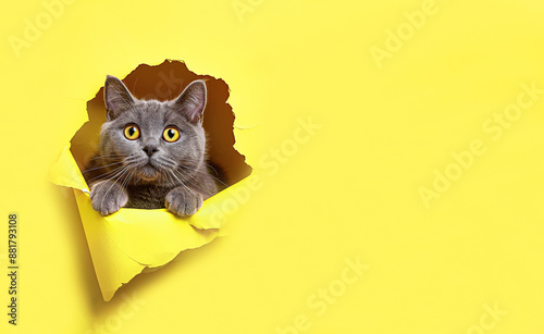 An adult gray British cat looks out of a hole on a yellow paper background. A cute, curious cat looks out from a torn hole on yellow paper. Banner with copy space. Veterinary medicine, animal food photo