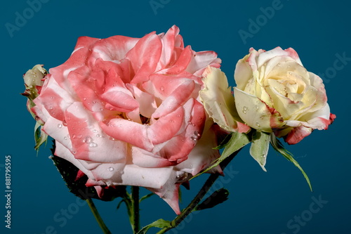 Imperatrice Farah red rose on a blue background photo