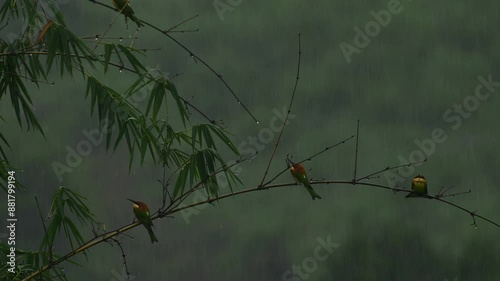 Bee eater Birds enjoying Rain in wind on Bamboo branch in Himalayas, India  photo