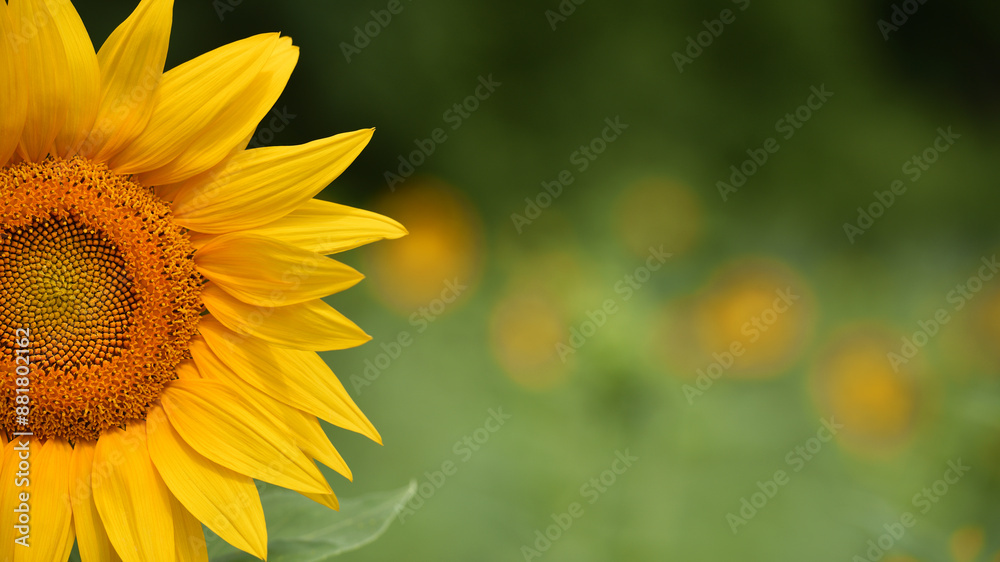 Obraz premium big bright yellow sunflower in the field. Large flowers of a sunflower in the sunlight. Yellow flowers on a farm field. Agriculture concept, organic products, good harvest. Growing seeds for oil.