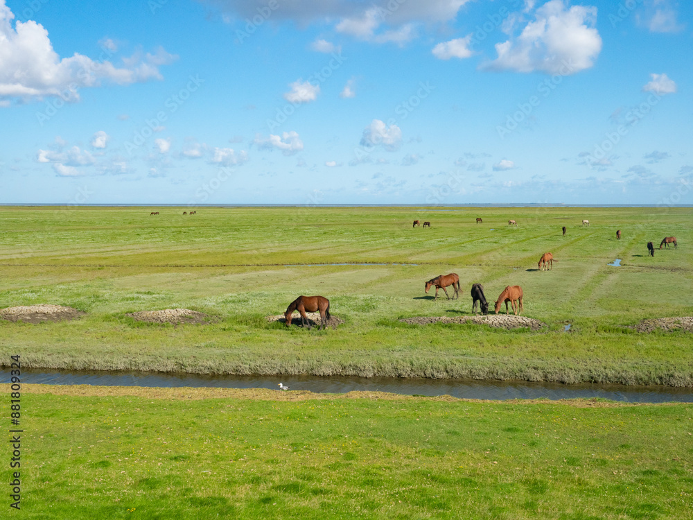 Groningen, Netherlands - August 9th 2023: Horses grazing in the marshland of the North Sea coastal zone Groningen, Netherlands - August 9th 2023: Horses grazing in the marshland of the North Sea coastal zone
