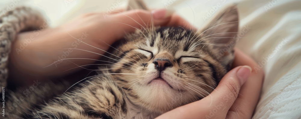 Happy kitten lying on a bed, being gently stroked by a woman's hand. Happy kitten lying on a bed, being gently stroked by a woman's hand.