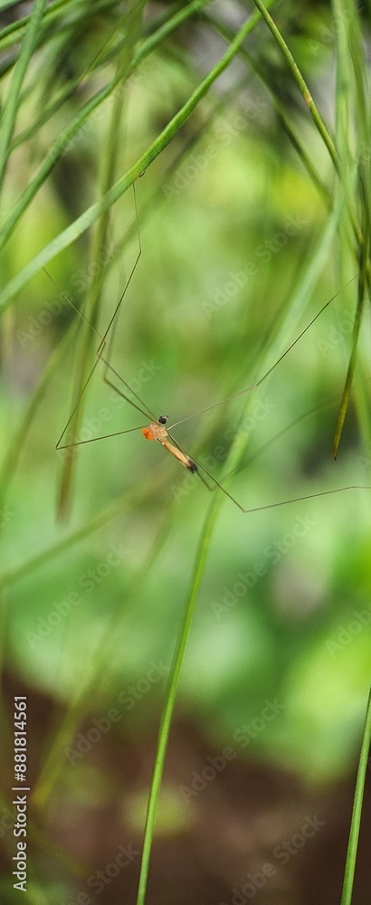 Macro Photography Of a Dicranomiya On A Leaf Macro Photography Of a Dicranomiya On A Leaf