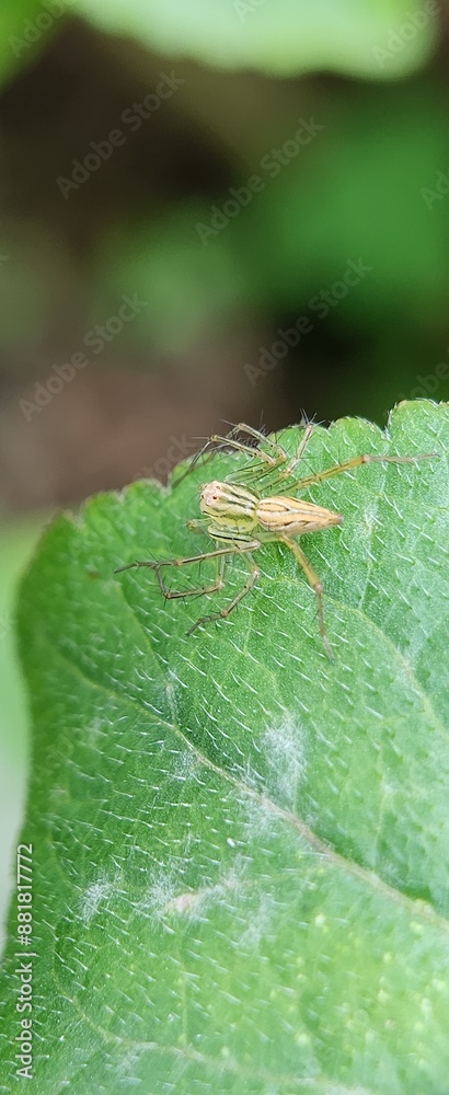 Fototapeta premium Macro Photography Of A Spider On A Leaf
