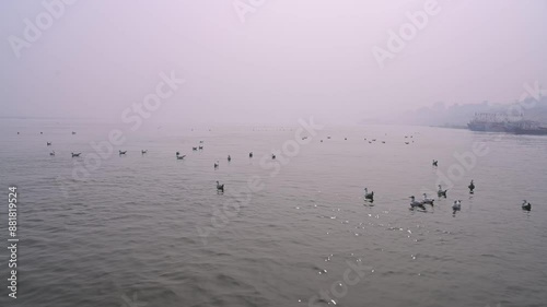 flock of seagulls in River ganga, Varanshi, Uttar Pradesh, India photo