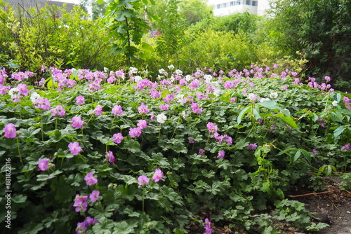 Geranium cantabrigiense is a hybrid flowering plant in the cranesbill family Geraniaceae. It is an hybrid between Geranium dalmaticum and G. macrorrhizum. Long-lasting pink flowers. Budapest, Hungary photo