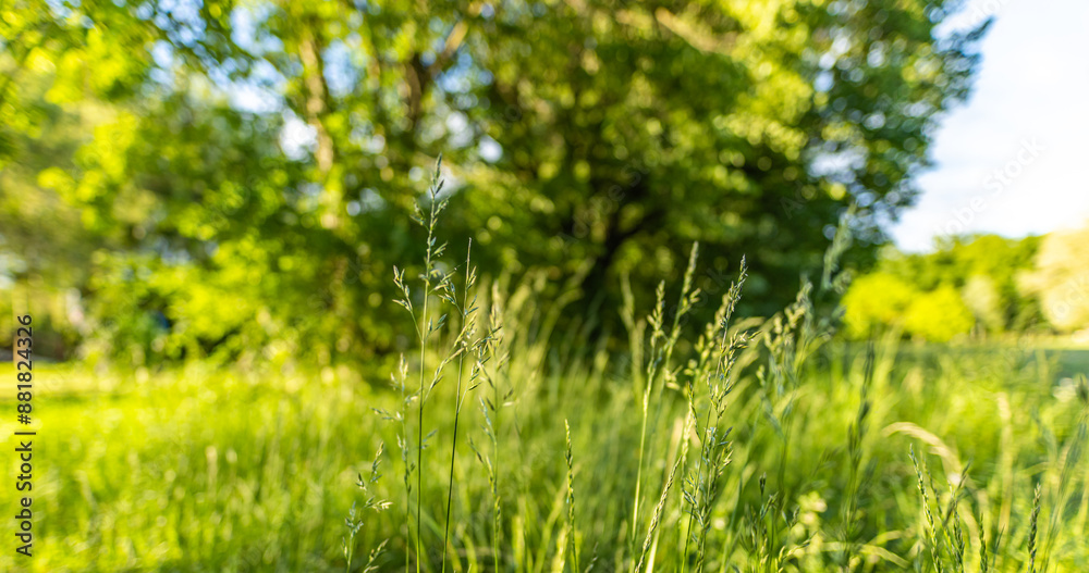 Idyllic wild grass in forest at sunset. Macro image, shallow depth of field. Abstract summer nature panoramic background. Vintage filter. Tranquil spring summer nature closeup artistic forest blur Idyllic wild grass in forest at sunset. Macro image, shallow depth of field. Abstract summer nature panoramic background. Vintage filter. Tranquil spring summer nature closeup artistic forest blur