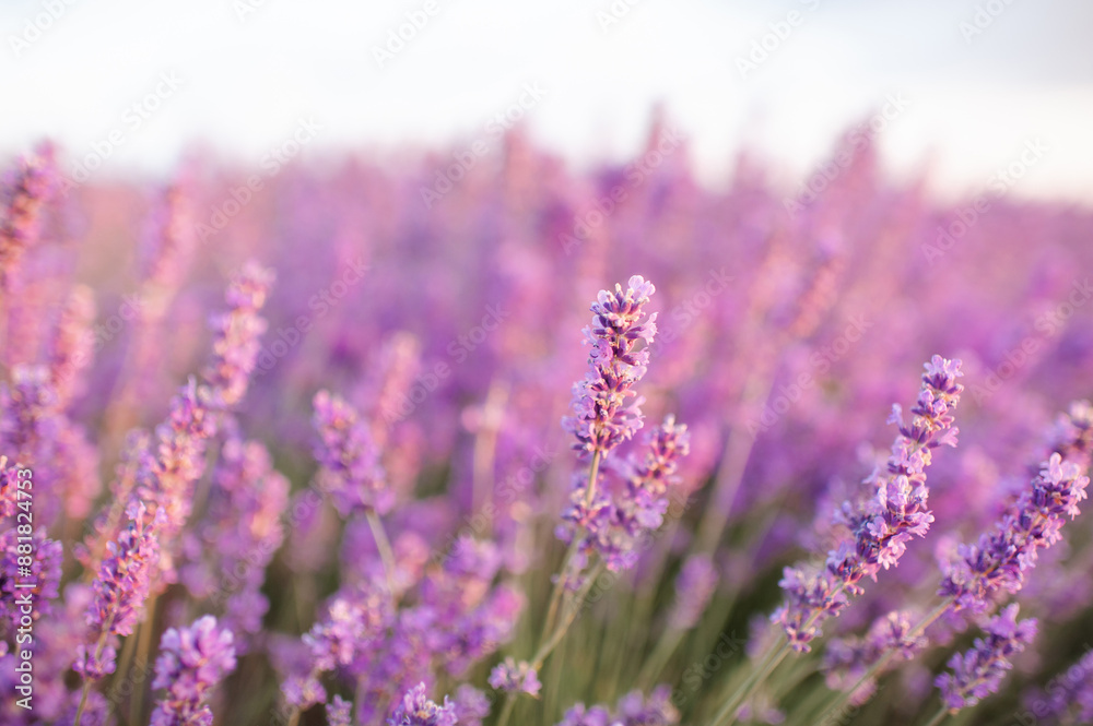 Obraz premium Blooming lavender field in sun light at background. Summer time season.