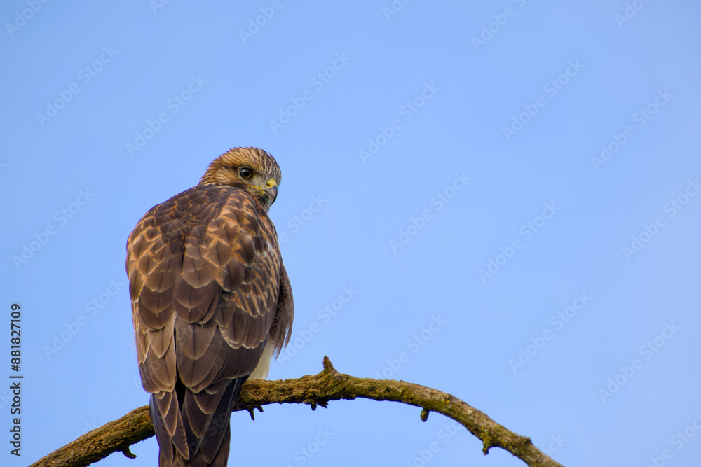 hawk perching on a tree branch on the blue sky background hawk perching on a tree branch on the blue sky background