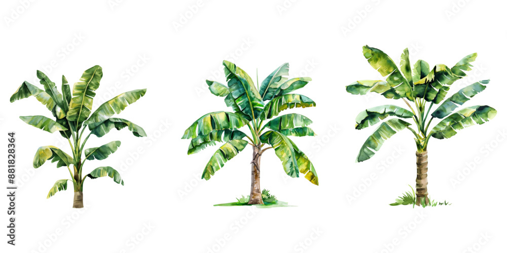Obraz premium Watercolor banana tree isolated on white background.