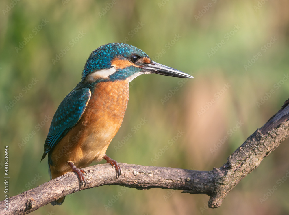 Common kingfisher, Alcedo atthis. A young bird sits on a branch above the river Common kingfisher, Alcedo atthis. A young bird sits on a branch above the river