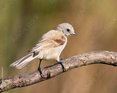 Eurasian penduline tit, remiz pendulinus. A young bird sitting on a branch on a beautiful background