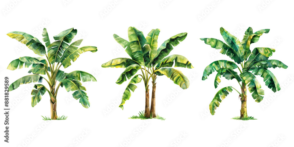 Obraz premium Watercolor banana tree isolated on white background.