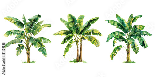 Watercolor banana tree isolated on white background.