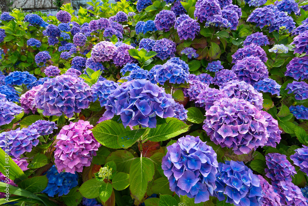 Beautiful hydrangeas of the pink granit coast in Brittany - France Beautiful hydrangeas of the pink granit coast in Brittany - France
