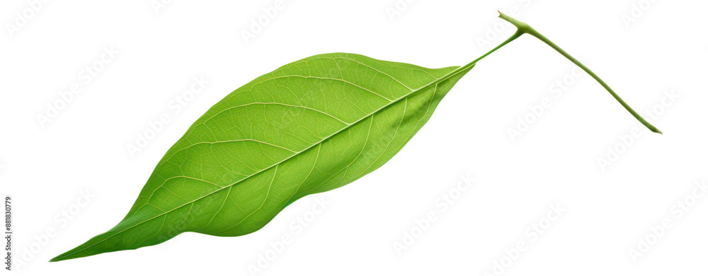 Fototapeta premium green leaf 3d realistic illustration
