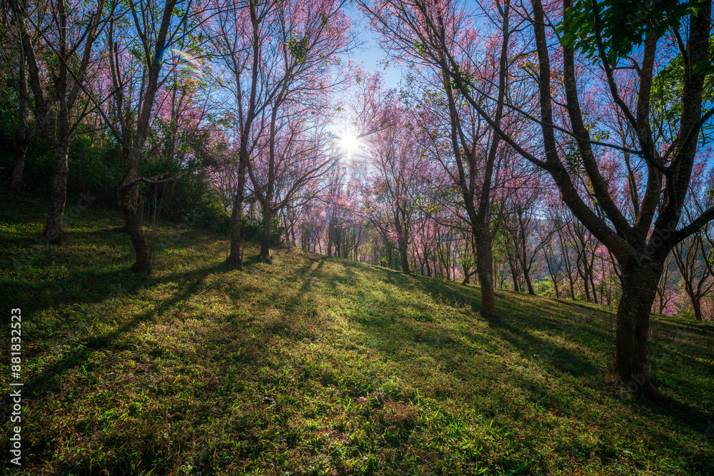Pink sakura cherry blossom under a clear blue on Phu Lom Lo mountain, Phitsanulok and Loei Province, Thailand Pink sakura cherry blossom under a clear blue on Phu Lom Lo mountain, Phitsanulok and Loei Province, Thailand