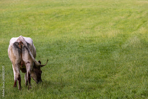 A cow grazing in a field in rural Sussex, viewed from the rear photo