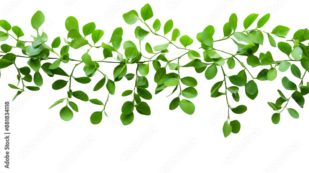 Young green sprouts on transparent background.
Young green sprouts on transparent background.