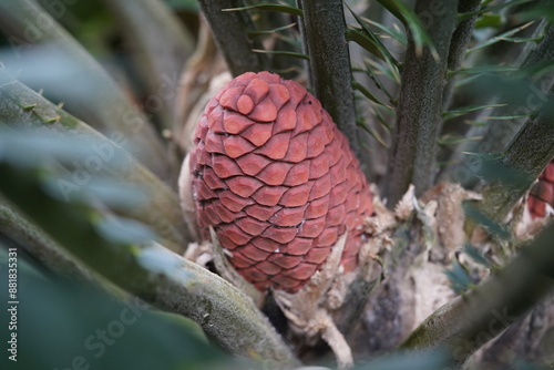 Encephalartos ferox, a member of the family Zamiaceae, is a small cycad with 35 cm wide subterranean trunk. Hanover Berggarten, Germany. photo