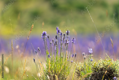Plan de lavande en premier plan net en Provences, sud de la France