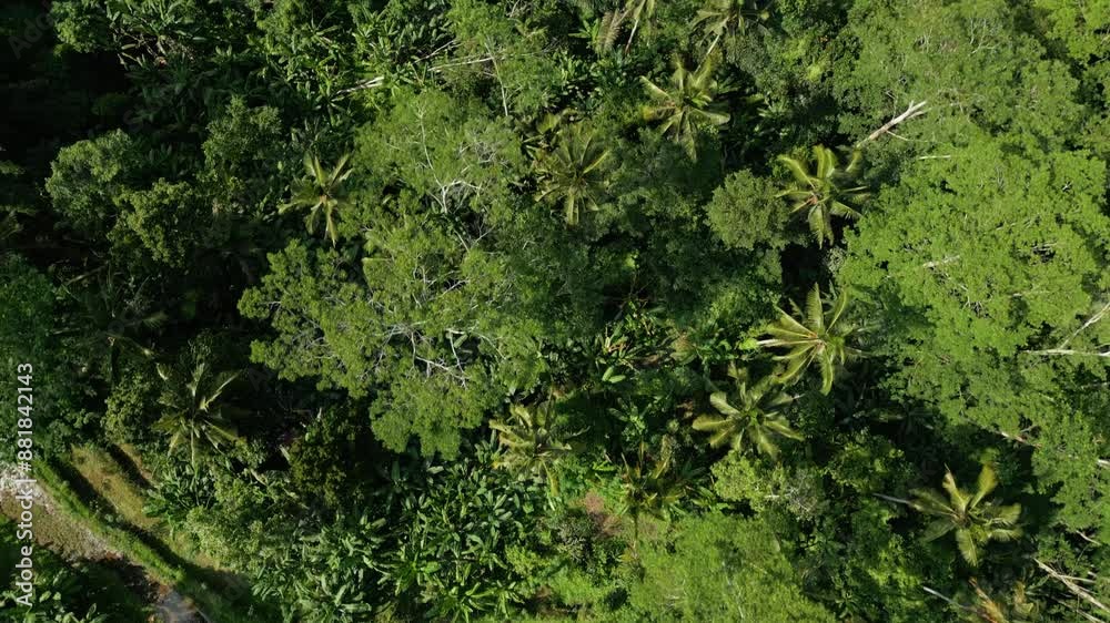 Aerial Drone View at Green Forest Trees on Beautiful Mountains of Asia Land. Journey Trip to Lush Mist Woods and Jungle Nature of Indonesia. Air Ecology and Old Environment of Malaysia Foggy Woodland Aerial Drone View at Green Forest Trees on Beautiful Mountains of Asia Land. Journey Trip to Lush Mist Woods and Jungle Nature of Indonesia. Air Ecology and Old Environment of Malaysia Foggy Woodland