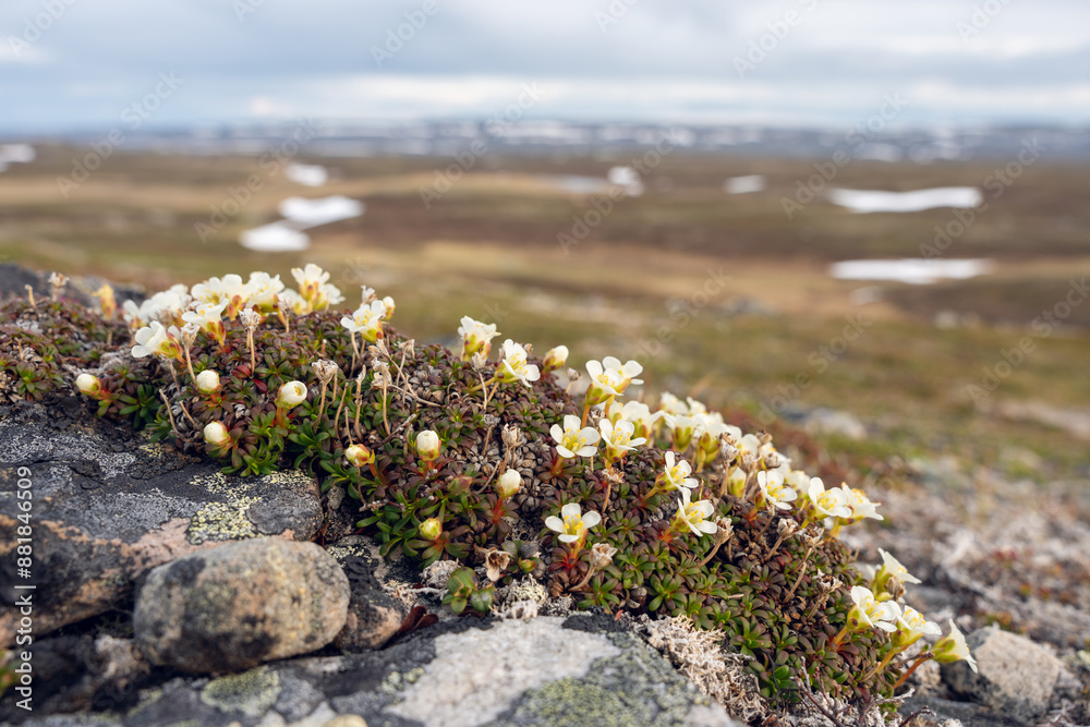 Obraz premium Diapensia lapponica in bloom in the harsh conditions of the Norwegian fjells in Varanger Peninsula