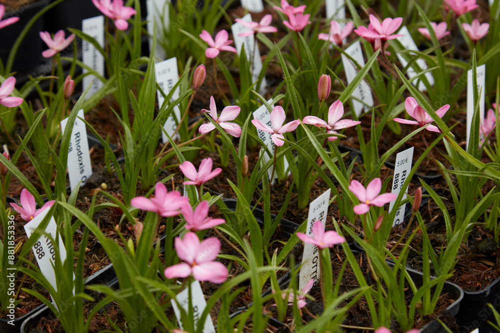Fototapeta premium Rhodoxis Fairytale plants with pink flowers