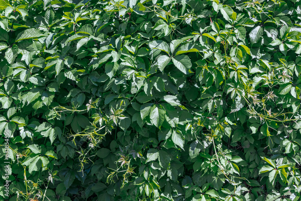 Fototapeta premium Background of green leaves. Natural texture with leaf pattern