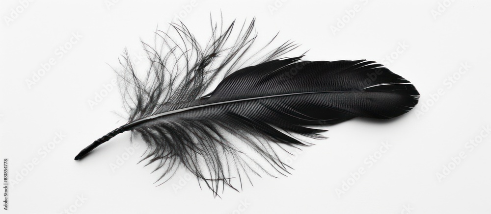 Obraz premium Black Feather on White Background