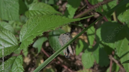 Purple Hairstreak butterfly (Favonius quercus) male climbing along a blade of grass in the undergrowth. July, Kent, UK. [Slow motion x5] photo