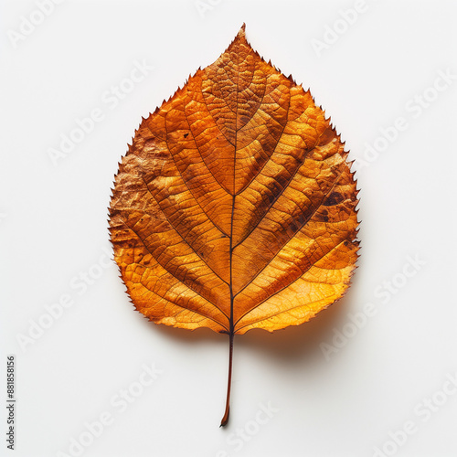 orange leaf isolated on whi...
