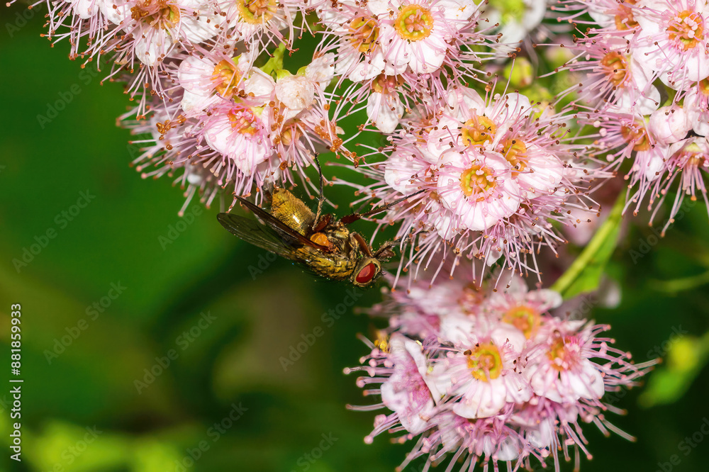 Fototapeta premium fly on flower