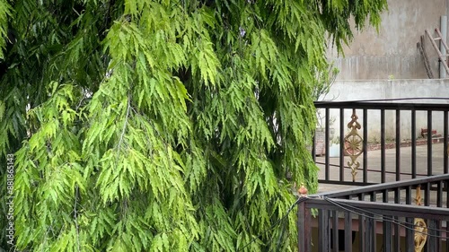 Saraca asoca tree swaying slowly in the wind,  commonly known as the ashoka tree photo