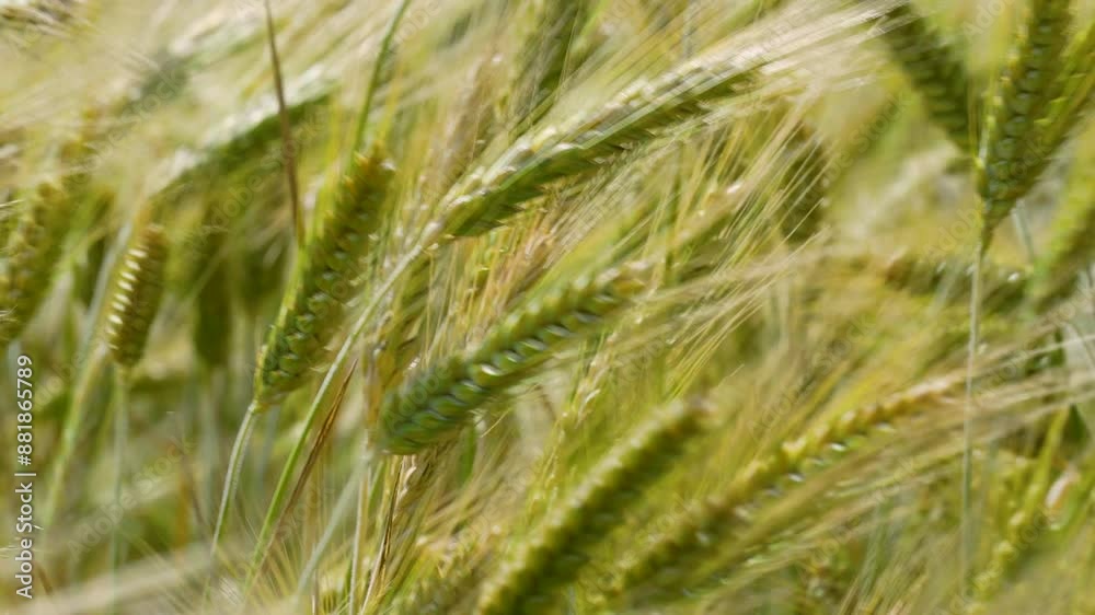 Close-up of barley stalks swaying gently in the wind, showcasing the golden hues of a ripening crop Close-up of barley stalks swaying gently in the wind, showcasing the golden hues of a ripening crop